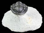 Bargain, Gerastos Trilobite Fossil - Morocco #69111-1